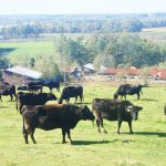 過剰な穀物と抗生物質で育つ牛